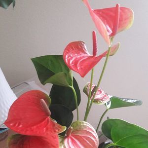 Meet your Posher, Consuelo